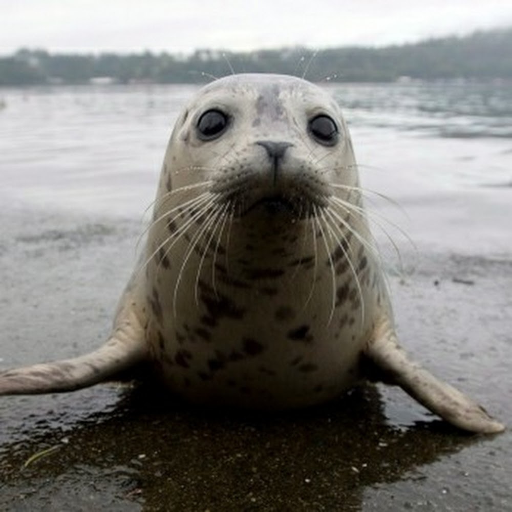 Meet your Posher, Zoey